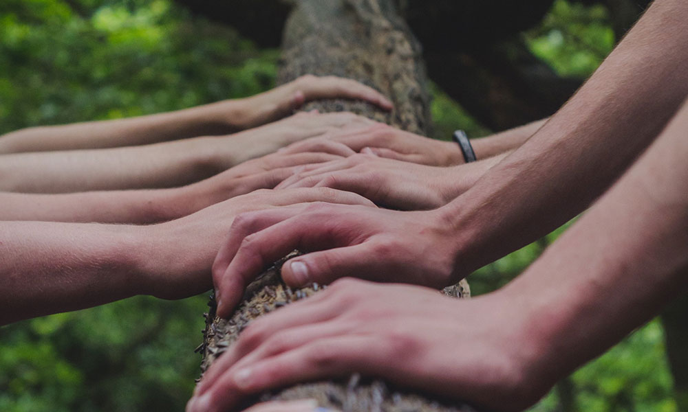 les mains tiennent sur un arbre