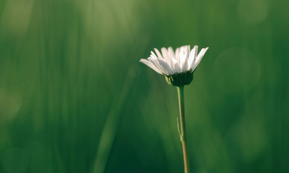 a white flower with green background